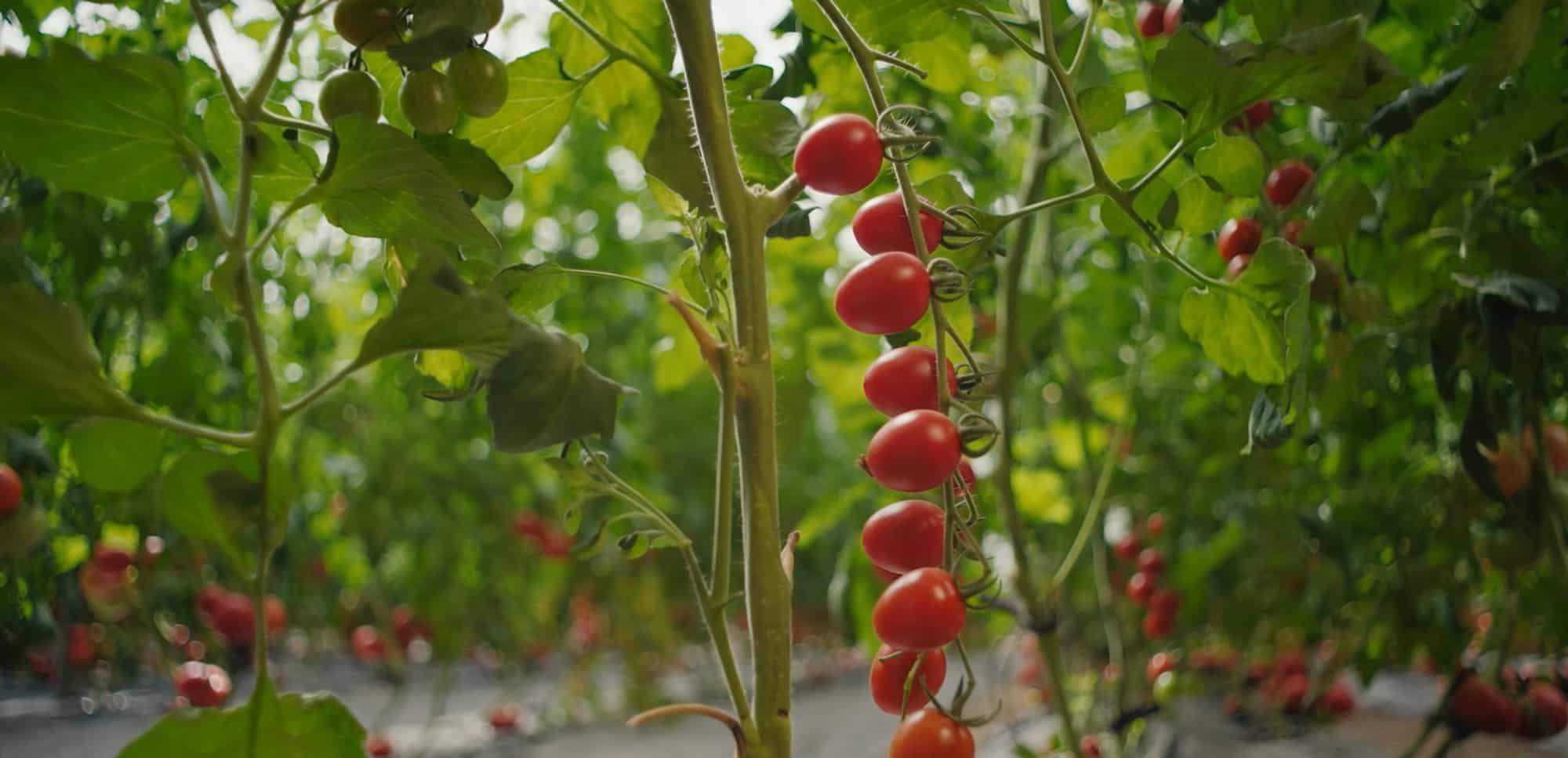 United Arab Emirates