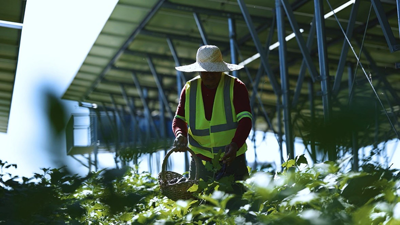 San Jose Green Energy Corporation (SJGEC): agrivoltaics, food and power side by side