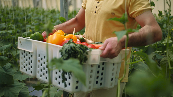 光伏+储能微电网与设施农业的结合体