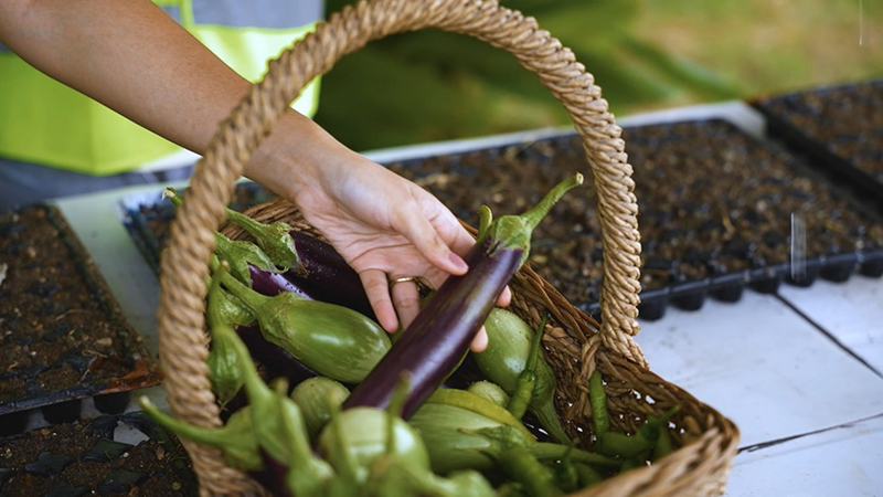 agrivoltaics potential in the Philippines: sustainability model for land productivity