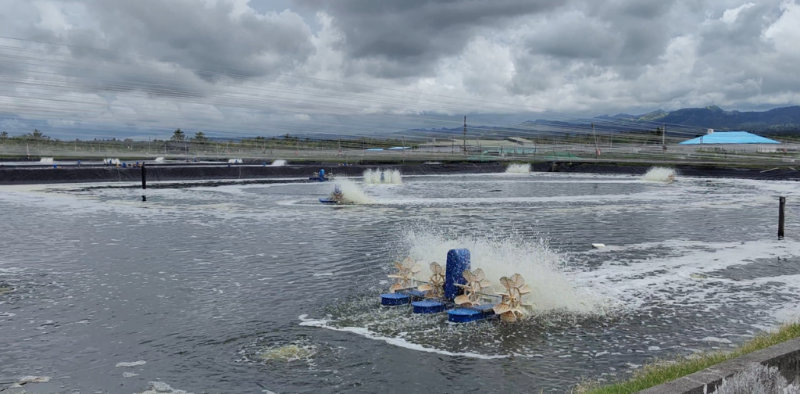 Solar-powered shrimp farm in Sarangani goes beyond the prawn business, banks on its environmental advocacy