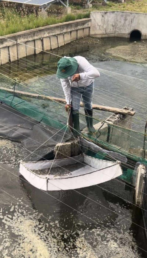 Limbague inspecting the shrimp cultivated on the farm