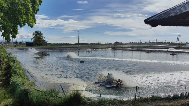 Solar-powered shrimp farm in Sarangani goes beyond the prawn business, banks on its environmental advocacy